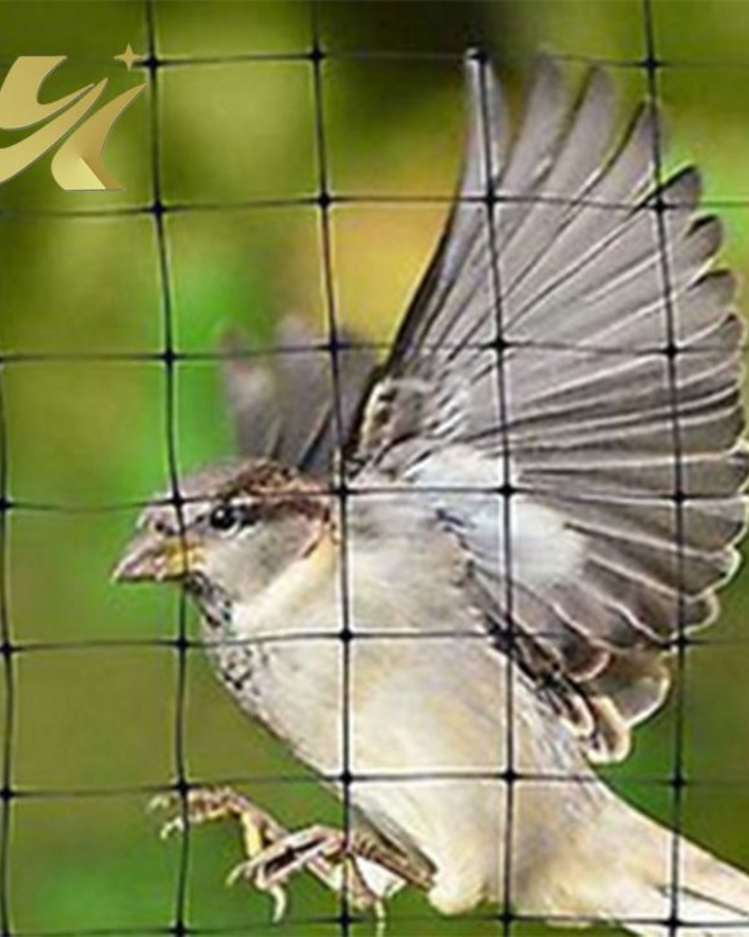 anti bird netting service dealers