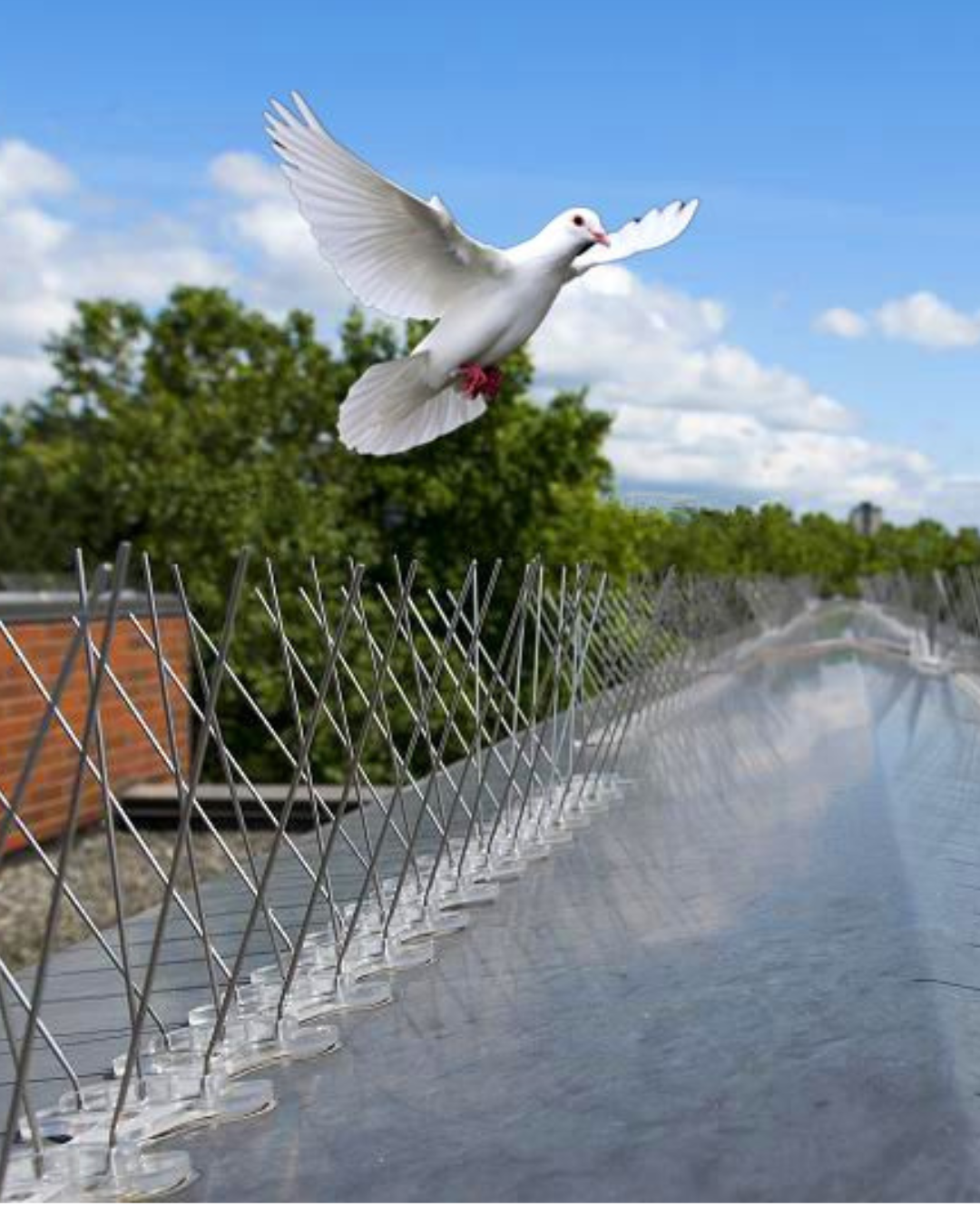 bird & pigeon spikes