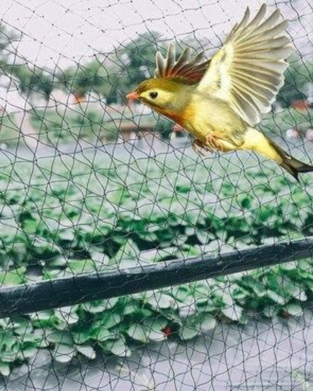bird protection nets