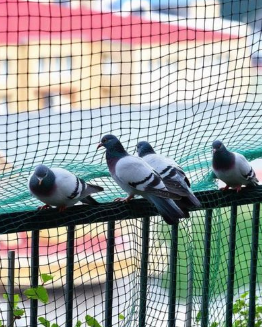 pigeon safety nets